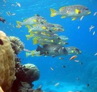 Coral Gardens Dive Site Flynn Reef