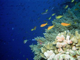 The Three Sisters Dive Site - Accommodation Coffs Harbour 0