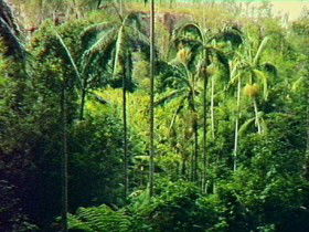 Coominglah Forest QLD Accommodation Coffs Harbour