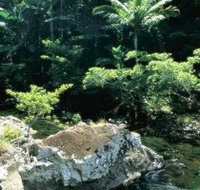 Conway State Forest - Accommodation Coffs Harbour