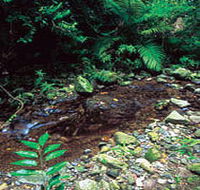 Wompoo Walk - Accommodation Coffs Harbour