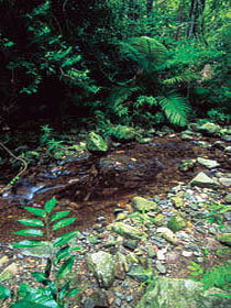 Wompoo Walk - Accommodation Coffs Harbour 0