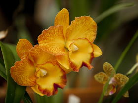 Queens Park - Orchid House - Accommodation Coffs Harbour 0