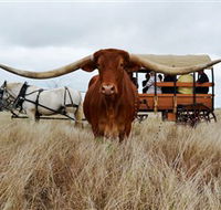 Texas Longhorn Wagon Tours and Safaris - Accommodation Coffs Harbour