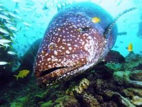 Lady Musgrave Island Dive Sites - Accommodation Coffs Harbour 0