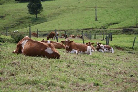 Maleny Dairies - Accommodation Coffs Harbour 4