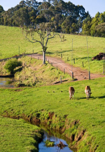 Maleny Dairies - Accommodation Coffs Harbour 6