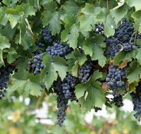 South Burnett Wine Trail - Accommodation Coffs Harbour
