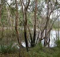 Mount Rooper Circuit and Swamp Bay Track - Accommodation Coffs Harbour