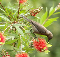 Birdwatching in Dysart - Accommodation Coffs Harbour