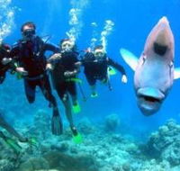 Henderson's Rock Dive Site - Accommodation Coffs Harbour