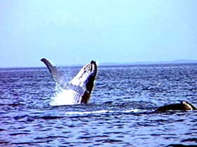 Whale Watching - Accommodation Coffs Harbour 0