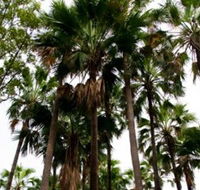 Palm Tree Creek - Accommodation Coffs Harbour