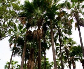 Palm Tree Creek - Accommodation Coffs Harbour 0