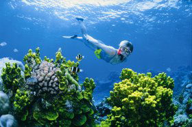 Wheeler Reef Dive Site - Accommodation Coffs Harbour 0