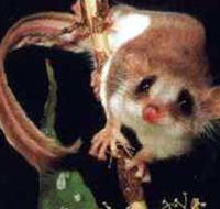 Carrowong Fauna Sanctuary - Accommodation Coffs Harbour
