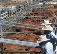 Dalrymple Sales Yards - Cattle Sales - Accommodation Coffs Harbour