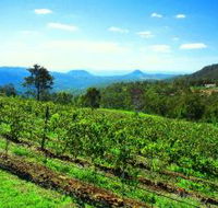 Preston Peak Wines - Accommodation Coffs Harbour