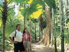Licuala State Forest - Accommodation Coffs Harbour 0