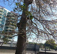 The Leichhardt Tree - Accommodation Coffs Harbour