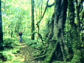 Mt Superbus - Accommodation Coffs Harbour 0