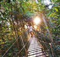 Tree Top Walkway - Accommodation Coffs Harbour