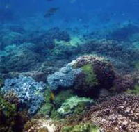 Hoffman's Rocks Dive Site - Accommodation Coffs Harbour