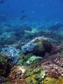 Hoffman's Rocks Dive Site - Accommodation Coffs Harbour 0
