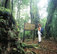 Tooloona Creek circuit - Accommodation Coffs Harbour