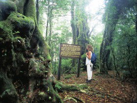 Tooloona Creek Circuit - Accommodation Coffs Harbour 0