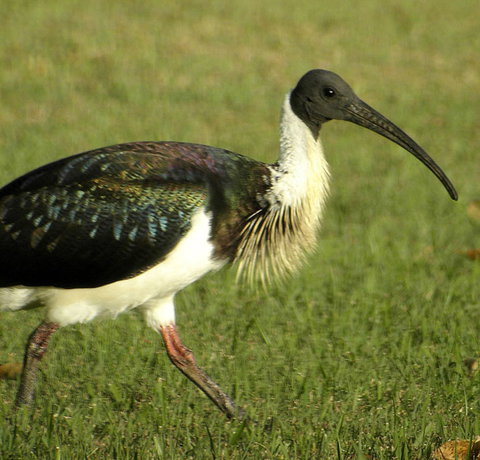 Toowoomba Bicentennial Waterbird Habitat - Accommodation Coffs Harbour 0