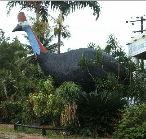 The Big Cassowary - Accommodation Coffs Harbour