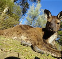 Ballarat Wildlife Park - Accommodation Coffs Harbour