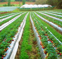 Kookaberry Strawberry Farm - Accommodation Coffs Harbour