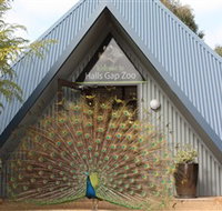 Halls Gap Zoo - Accommodation Coffs Harbour