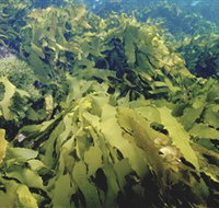 Barwon Bluff Marine Sanctuary - Accommodation Coffs Harbour