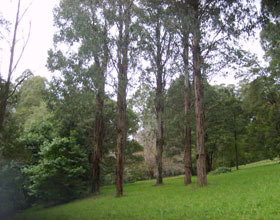 Mount Dandenong Arboretum - Accommodation Coffs Harbour 0