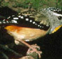 Reef Hills State Park - Accommodation Coffs Harbour