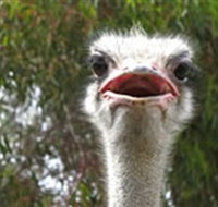 The Vault - Hastings Ostrich Farms  Crown Exotic Leather - Accommodation Coffs Harbour