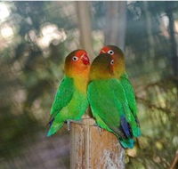 Ballarat Bird World - Accommodation Coffs Harbour