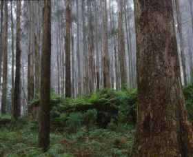 Kinglake National Park - Accommodation Coffs Harbour 0