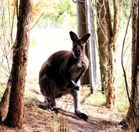 Great Ocean Road Wildlife Park - Accommodation Coffs Harbour