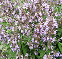 Otway Herbs - Accommodation Coffs Harbour