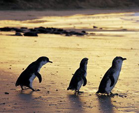 Ventnor VIC Accommodation Coffs Harbour