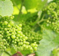 Waratah Hills Vineyard - Accommodation Coffs Harbour