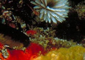 Point Cooke Marine Sanctuary - Accommodation Coffs Harbour 0