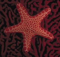 Port Phillip Heads Marine National Park - Accommodation Coffs Harbour