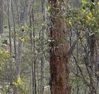 Heathcote-Graytown National Park - Accommodation Coffs Harbour
