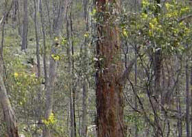 Heathcote-Graytown National Park - Accommodation Coffs Harbour 0