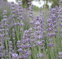 Warratina Lavender Farm - Accommodation Coffs Harbour